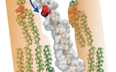 Fundamentaler biologischer Schaltmechanismus entdeckt