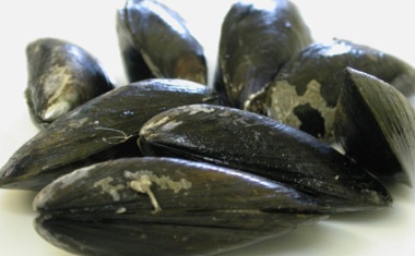 Muschelfasern für die Bodenhaftung