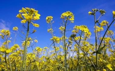 Bayer plant, erstes Bioinsektizid für Ackerkulturen auf den Markt zu bringen