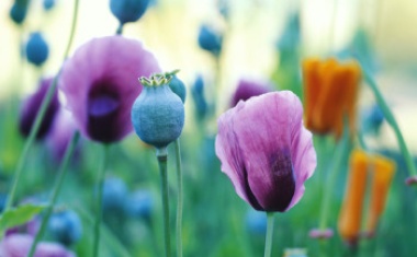 Biotech Blossoms In India