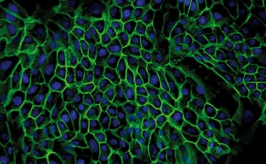 Minimum Requirements in Cell-Based Assays