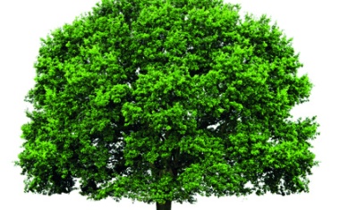Natural Resource Base in the Chemical Industry, Growing Markets for Bio-Based Polymers, Lubricants and Surfactants