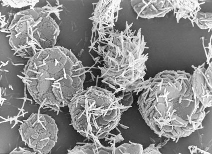 Abb. 7: Stoffwechseloptimierte E.-coli-Stämme produzieren L-Cystein aus...