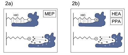 Abb. 2a/2b: 2a – MEP HyperCel (pKa 4,8) ist unter den empfohlenen...