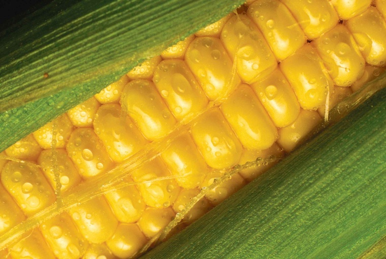Sorona heißt die neue Polymer-Plattform von DuPont, deren Hauptbestandteil...
