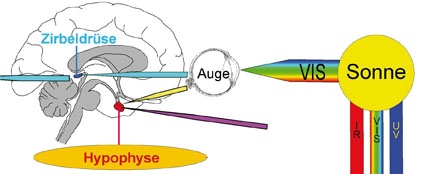 Abb. 2: Farben leiten Impulse über den Sehnerv (N:opticus) auf das Großhirn.