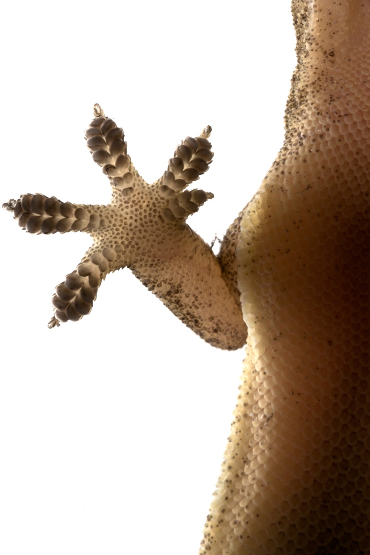 (c) Lodimup/Shutterstock