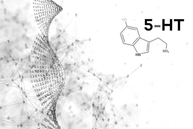 Serotonin ist ein Botenstoff, der im Nervensystem Informationen weitergibt....