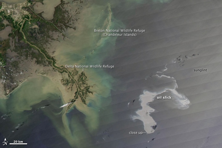 In this image, the Mississippi Delta is at image center, and the oil slick is a...