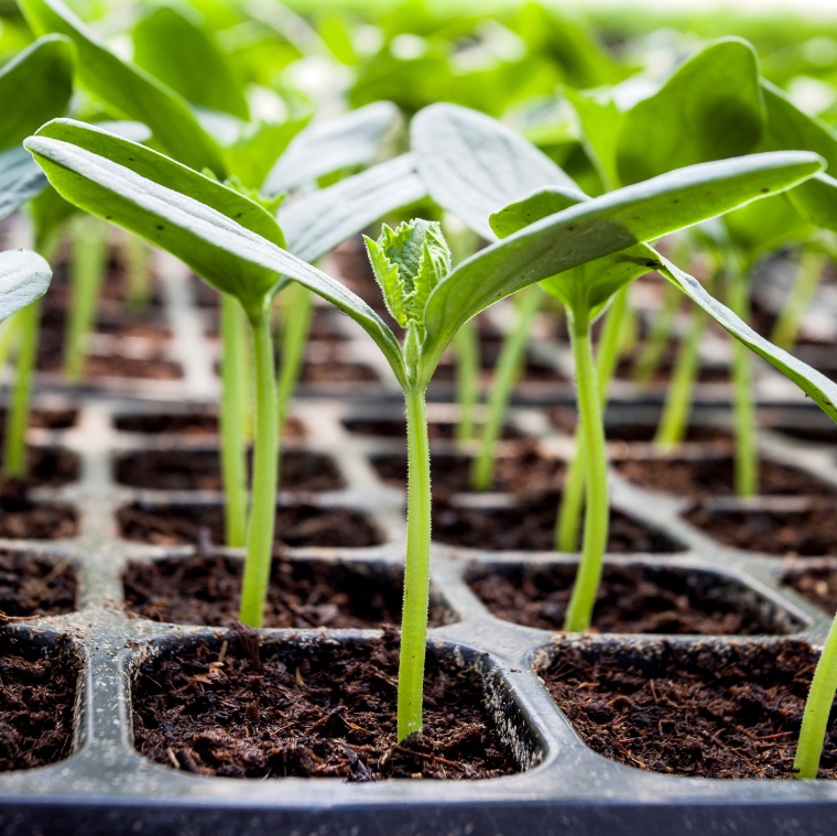 ECJ Gene Editing Ruling Stirs Criticism (c) Tortoon Thodsapol/Shutterstock
