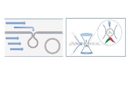 Fig. 2: Vesicles formation and micro-cytometer chip scheme. The left panel...