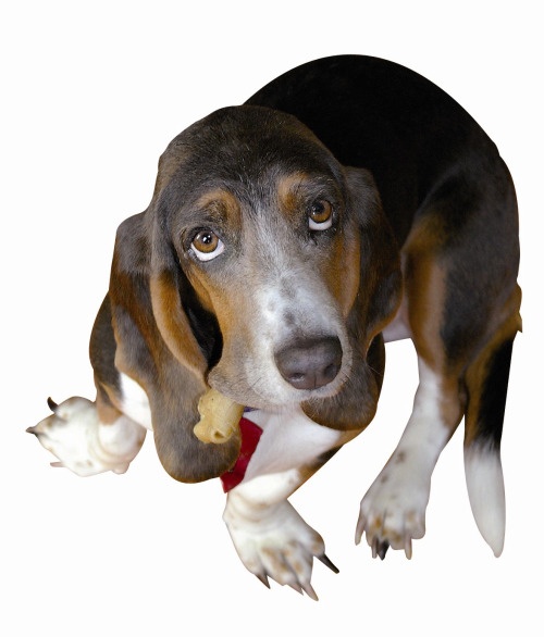Pressure from consumer groups, animal activists, scientists and new legislation...