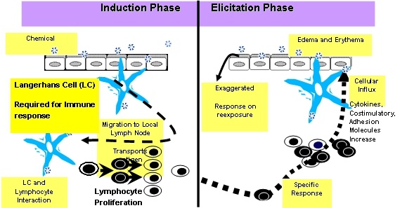 Two phases of chemical sensitization