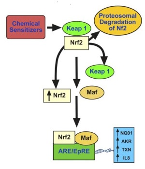 How chemical sensitizers activate the ARE/EpRE signaling pathway.