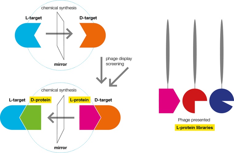 Fig. 1: The principle of mirror-image protein phage display