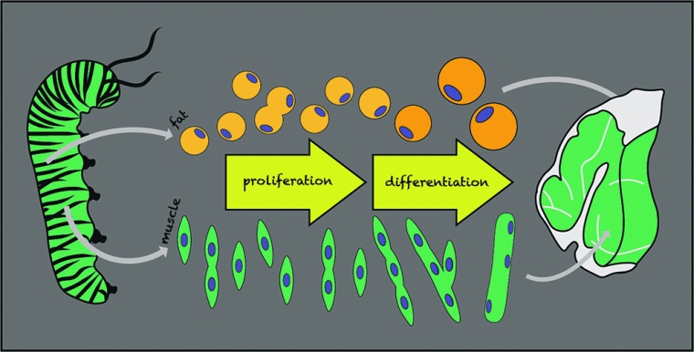 Insect muscle and fat cells can be expanded in vitro, differentiated with the...