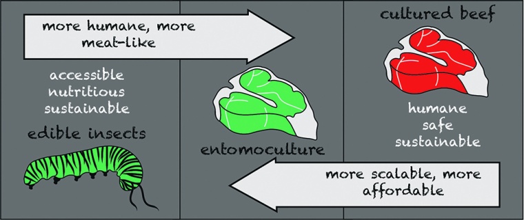 By coupling entomoculture with cultured foods, disadvantages associated with...
