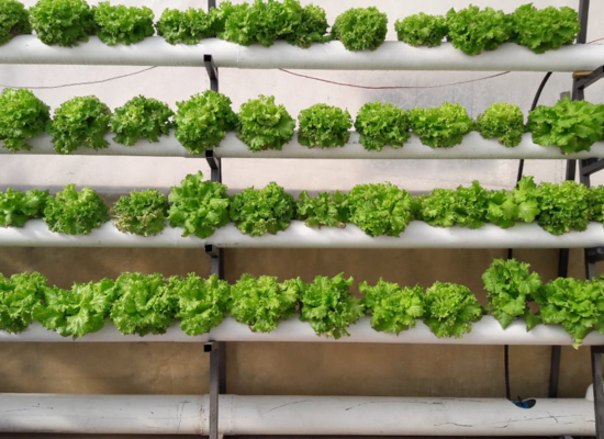Ar-ena hydrogel can be used in a hydroponic setup. © Ar-ena