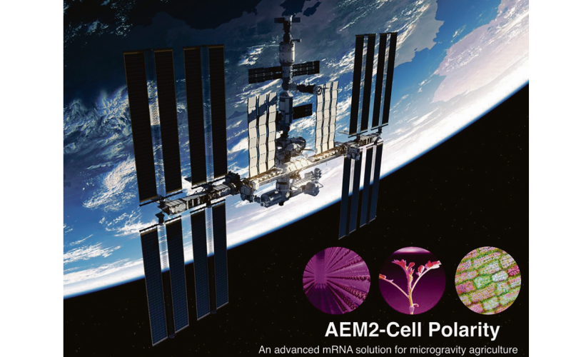 AEM2-Cell Polarity: An advanced mRNA solution for microgravity agriculture