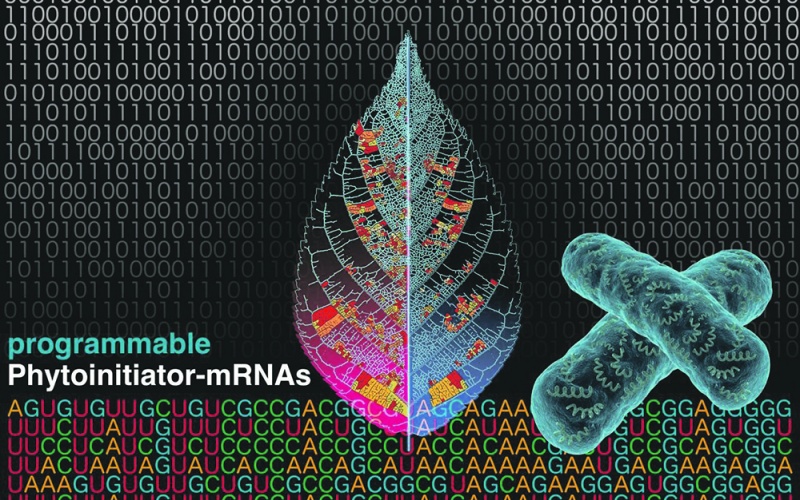 Programmable phyto-initiator mRNAs