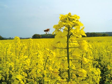 Bayer: Erfolg bei Raps-Forschung