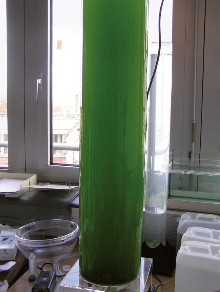 Algenreaktor schluckt CO2