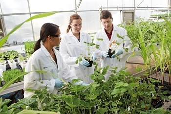 Die Wissenschaftler von Bayer CropScience im kalifornischen Davis haben sich...