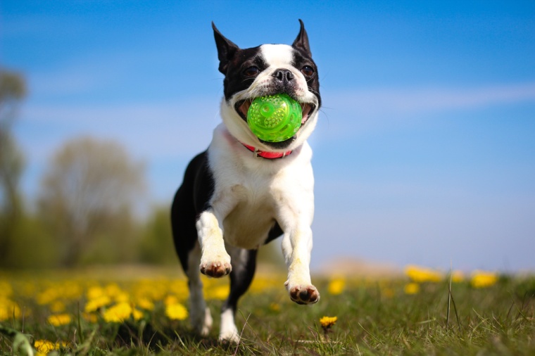 Bayer Animal Health erzielte im Geschäftsjahr 2018 mit Produkten und Lösungen...