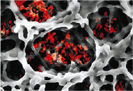 Die Kleinsten im Netz – Papierfasern mit Leuchtstoff-Nanopartikeln. Quelle:...