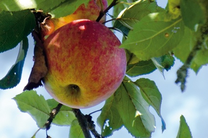 Fruchtige Rezepte