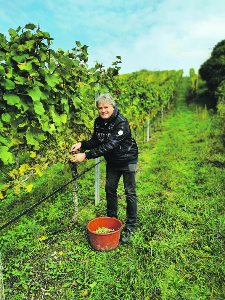 Max J. Braun bei der Weinlese