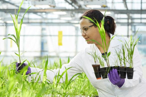 Das F&E-Team von Bayer Crop Science setzt seine wertorientierten F&E-Projekte...