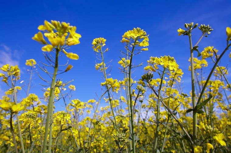 Das neue Bioinsektizid von Bayer eignet sich für die Anwendung in Raps und...