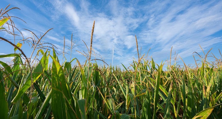 © Syngenta