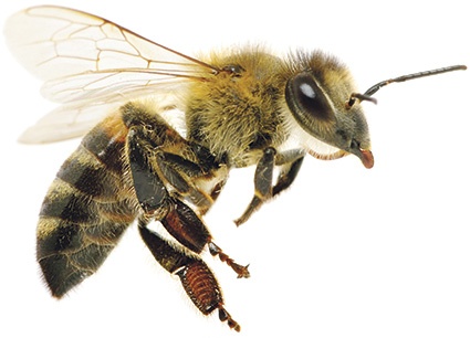 © Alekss - Fotolia.com