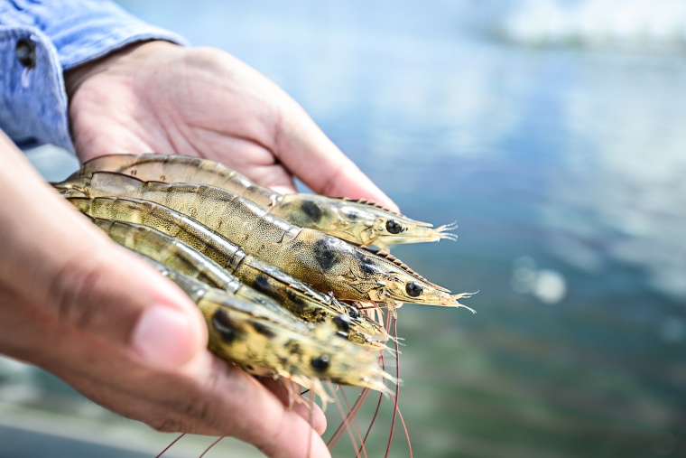 (c) Mati Nitibhon/Shutterstock