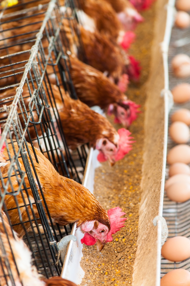 The board of leading animal nutrition producer Bluestar Adisseo has given its...