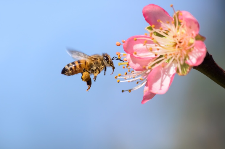 The discussion of whether to turn the current EU moratorium on neonics into a...