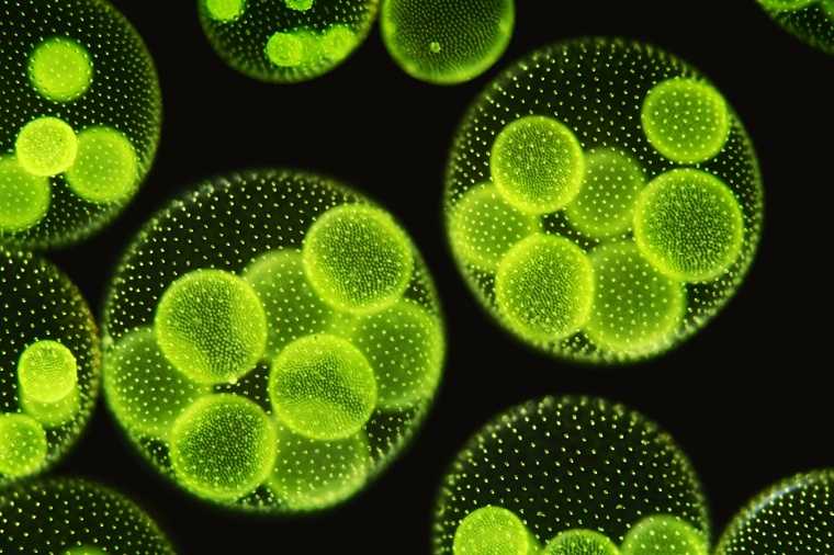 Exxon and Synthetic Genomics Scale up Biofuels R&D (c)...