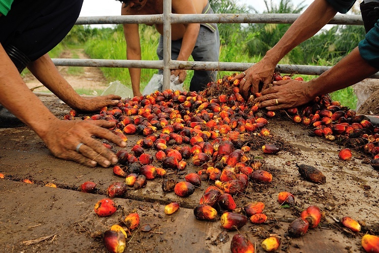 Greenpeace Criticizes palm oil producers (c) think4photop/Shutterstock