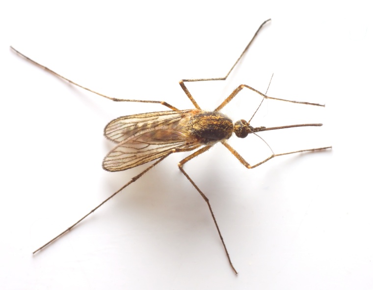 GSK and Novartis Join Anti-Malaria Effort (c) Kletr/Shutterstock