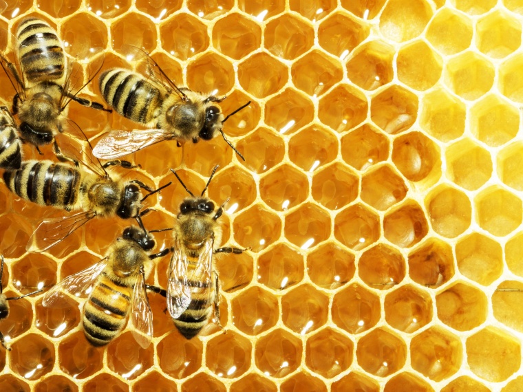 French Beekeepers sue Bayer (c) StudioSmart/Shutterstock