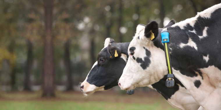 US Merck Beefs up Animal Health with Antelliq Buy (c) Antelliq