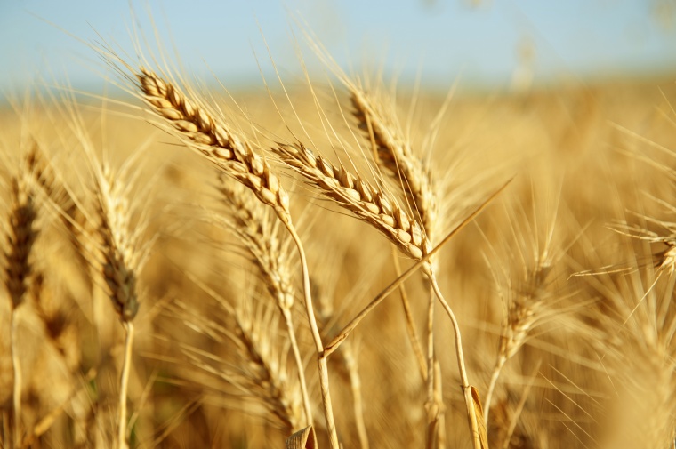 Adama to Buy Huifeng Crop Protection Assets (c) freya-photographer/Shutterstock