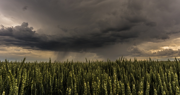 Will new Glyphosate Study Cloud Bayer’s Case?