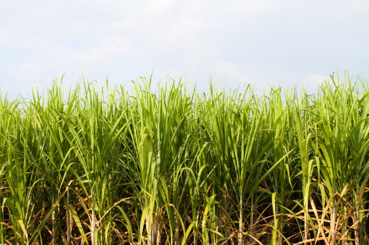 Gevo and Praj Extend Renewables Cooperation (c) Tong Chuwit/Shutterstock