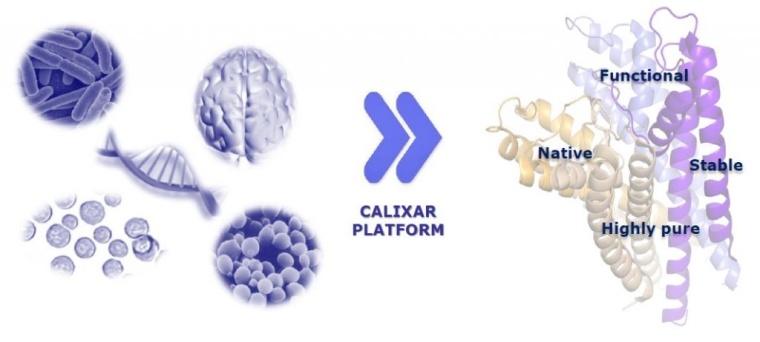 Calixar Grants Regeneron Exclusive License (c) calixar
