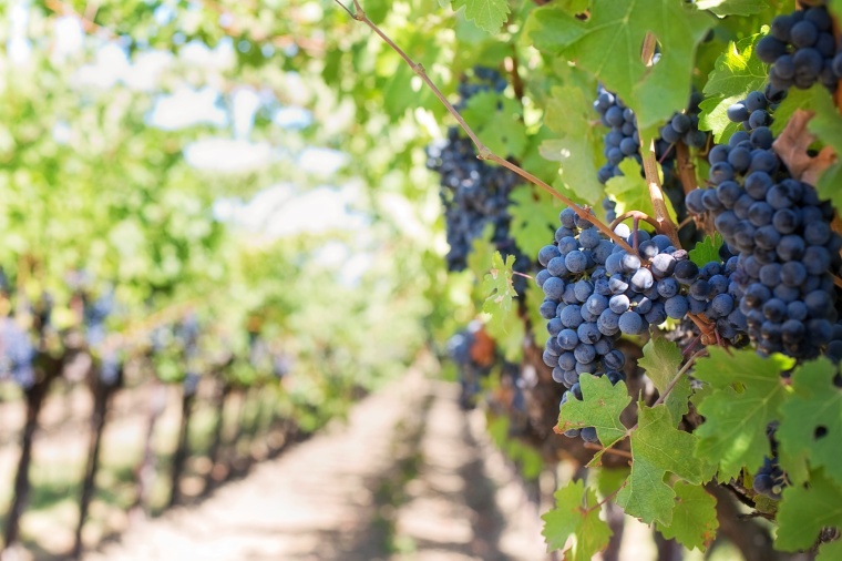 California Moves to Ban Chlorpyrifos