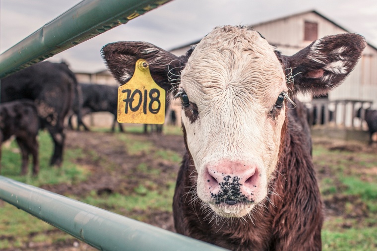 Evonik and Perstorp Link on Animal Health