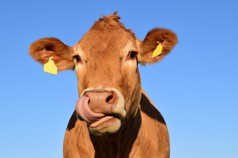 DSM Files for EU Feed Additive Registration